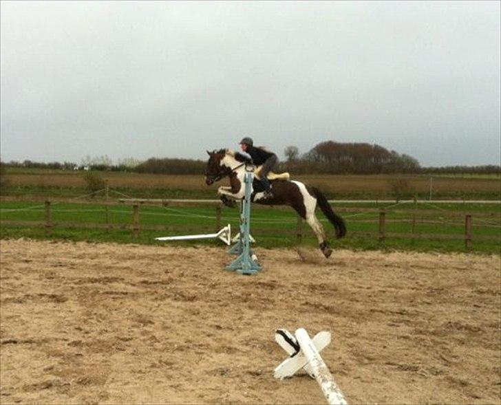 Pinto Selina billede 19