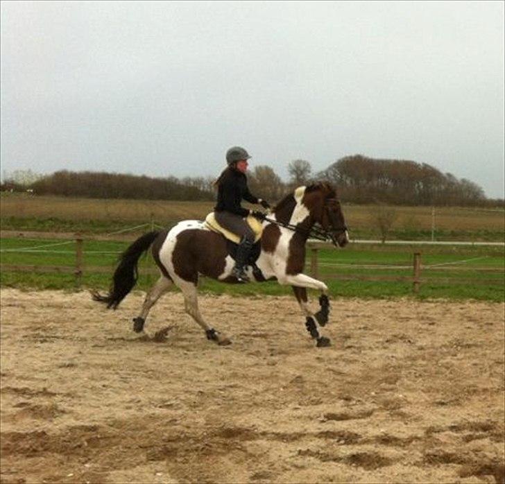 Pinto Selina billede 20