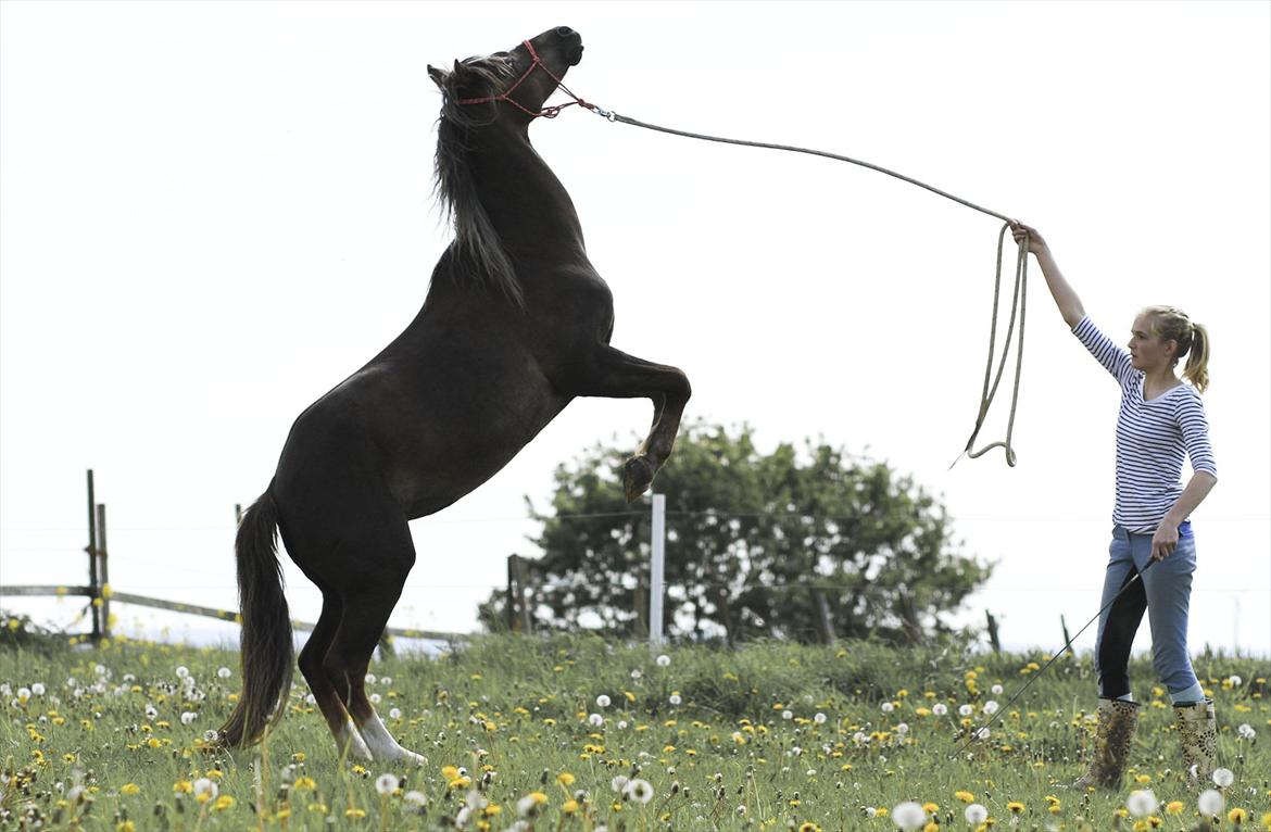 Welsh Pony (sec B) Stendyssens Sunshine - Vores nyeste trick, at stejle. <3 billede 3