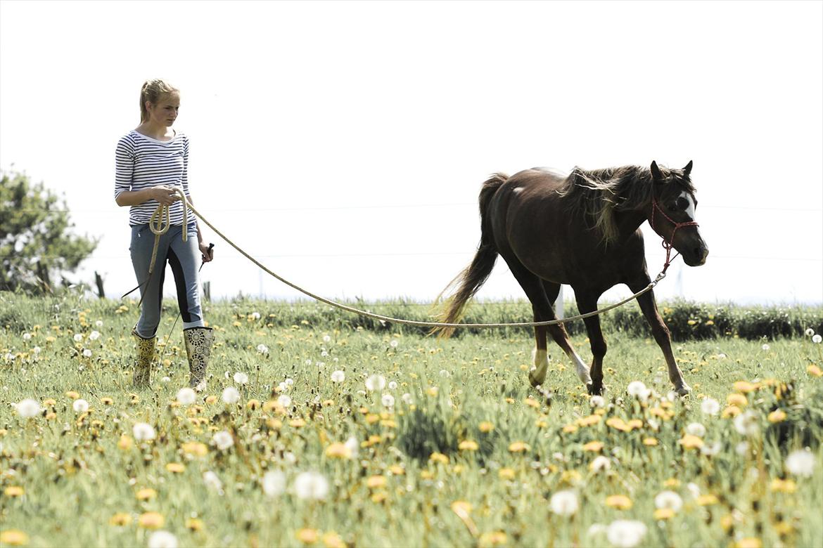 Welsh Pony (sec B) Stendyssens Sunshine - Mit liv, min redning, min bedste ven! Elsker dig Shine <3 billede 19