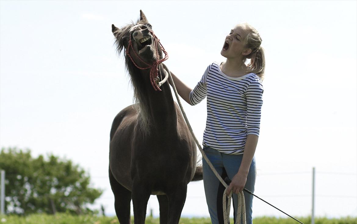 Welsh Pony (sec B) Stendyssens Sunshine - Du er mere end guld værd for mig! <3 billede 10