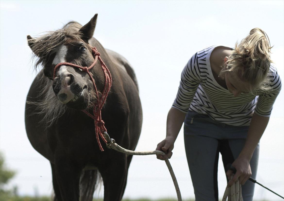 Welsh Pony (sec B) Stendyssens Sunshine - Shake shake :-D  billede 8
