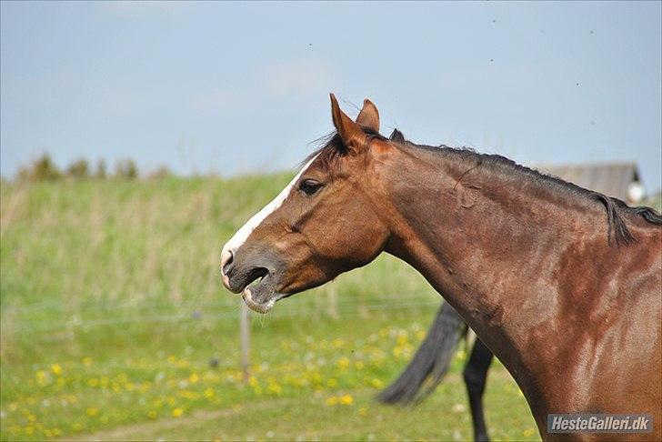 DSP La Rosa <3 - er du træt lille La Rosa<3 billede 8