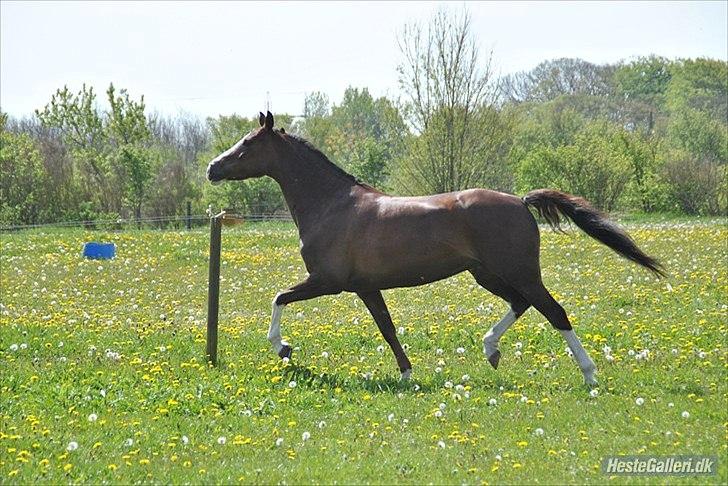 DSP La Rosa <3 - så smuk<3 billede 4