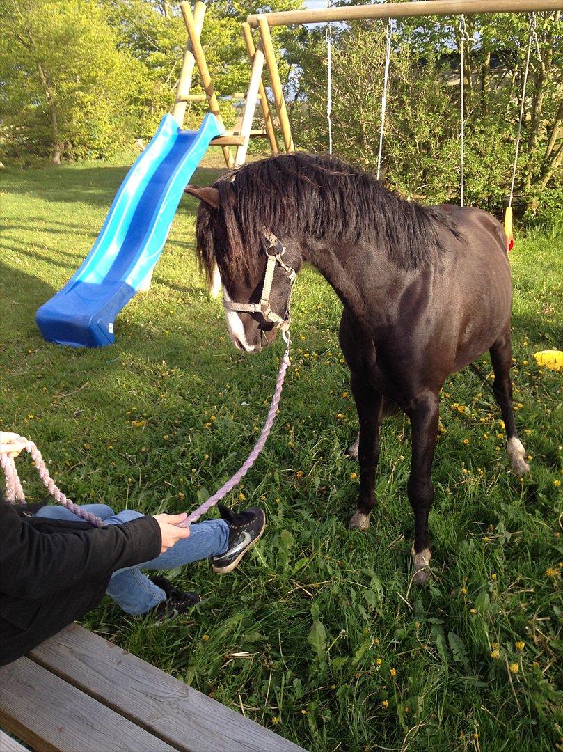 Welsh Pony (sec B) Frankenhöh's Spirit *R.I.P* <3 billede 7