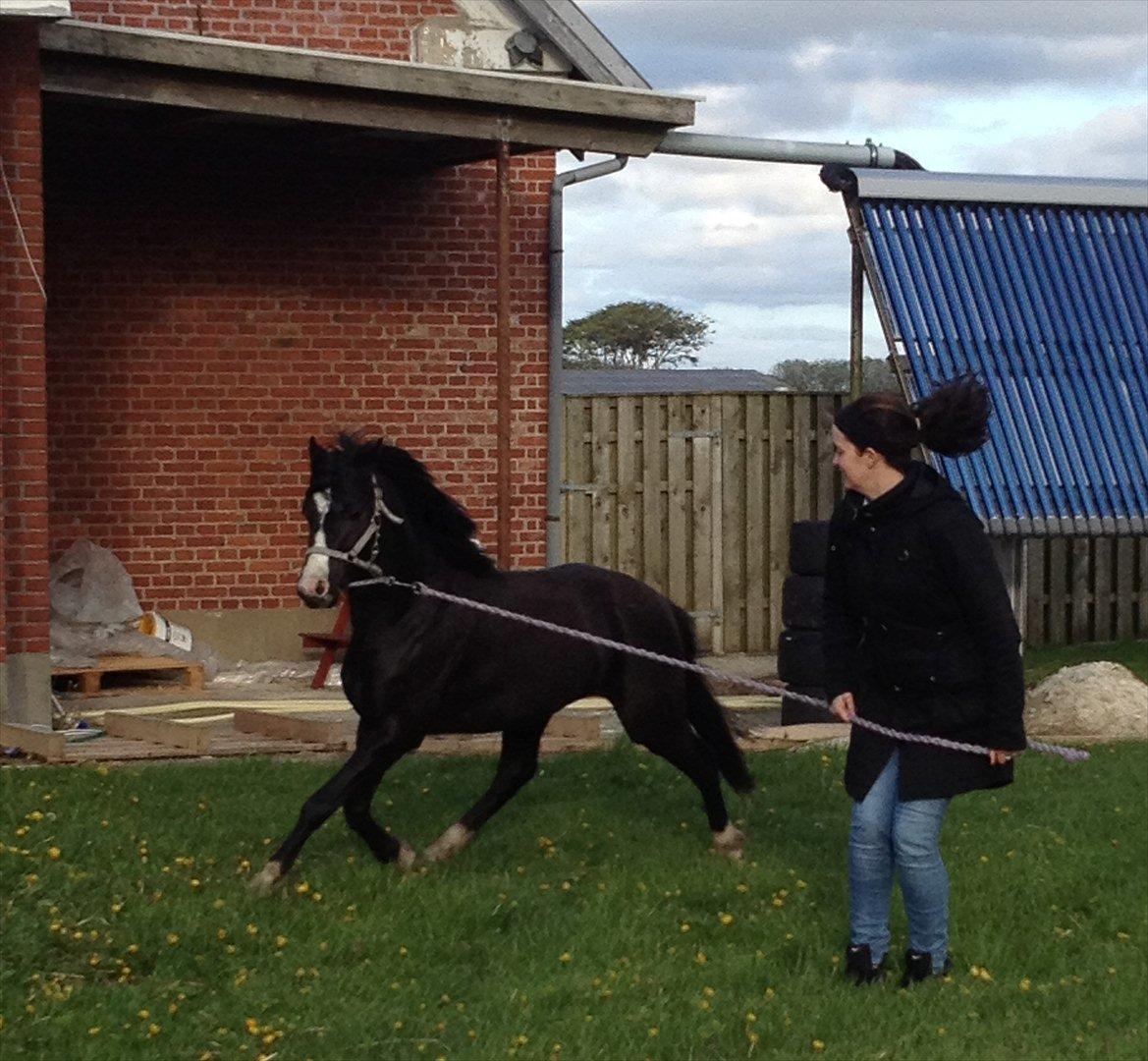 Welsh Pony (sec B) Frankenhöh's Spirit *R.I.P* <3 billede 8