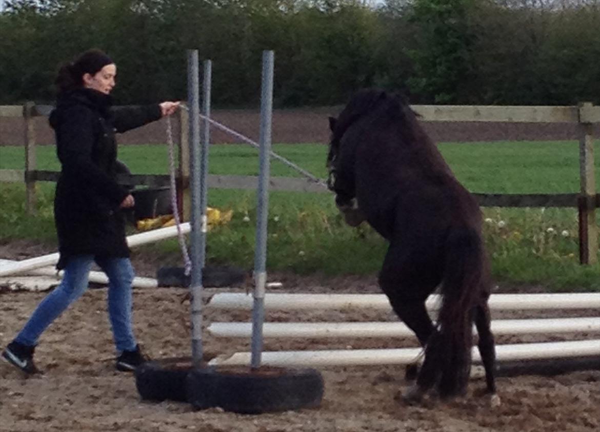 Welsh Pony (sec B) Frankenhöh's Spirit *R.I.P* <3 billede 9