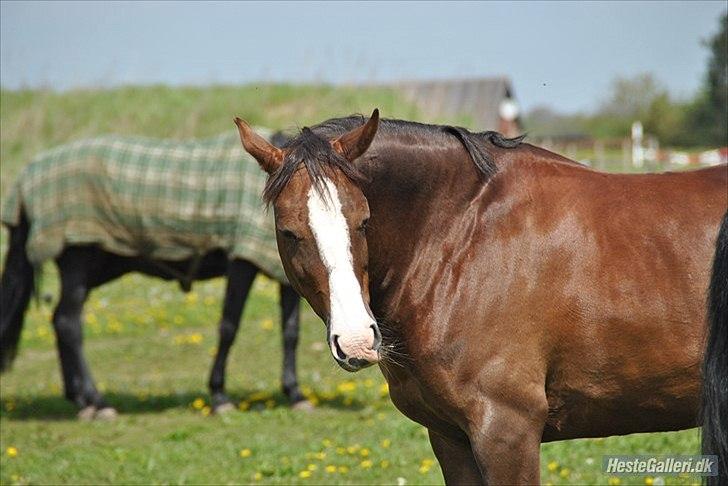 DSP La Rosa <3 - hvor er du sød skatte<3 billede 17