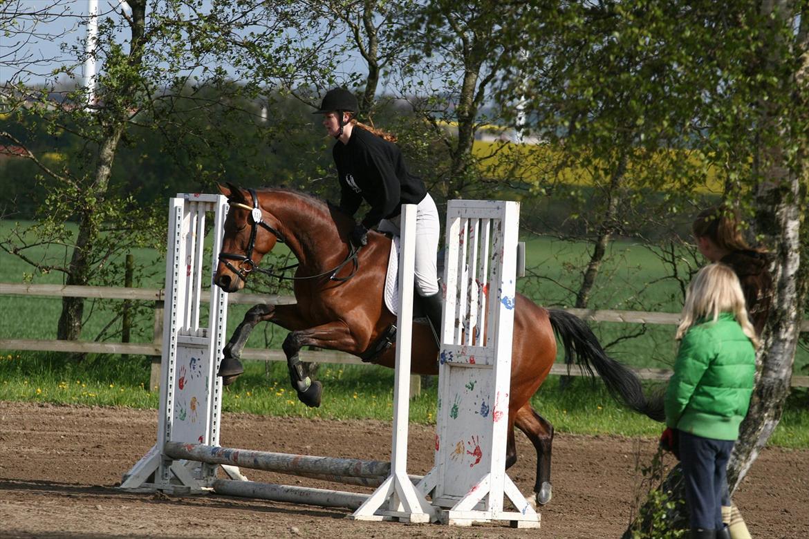 Dansk Varmblod Coffee Cup - vores første spring stævne, clear round 30 cm :)
 billede 18
