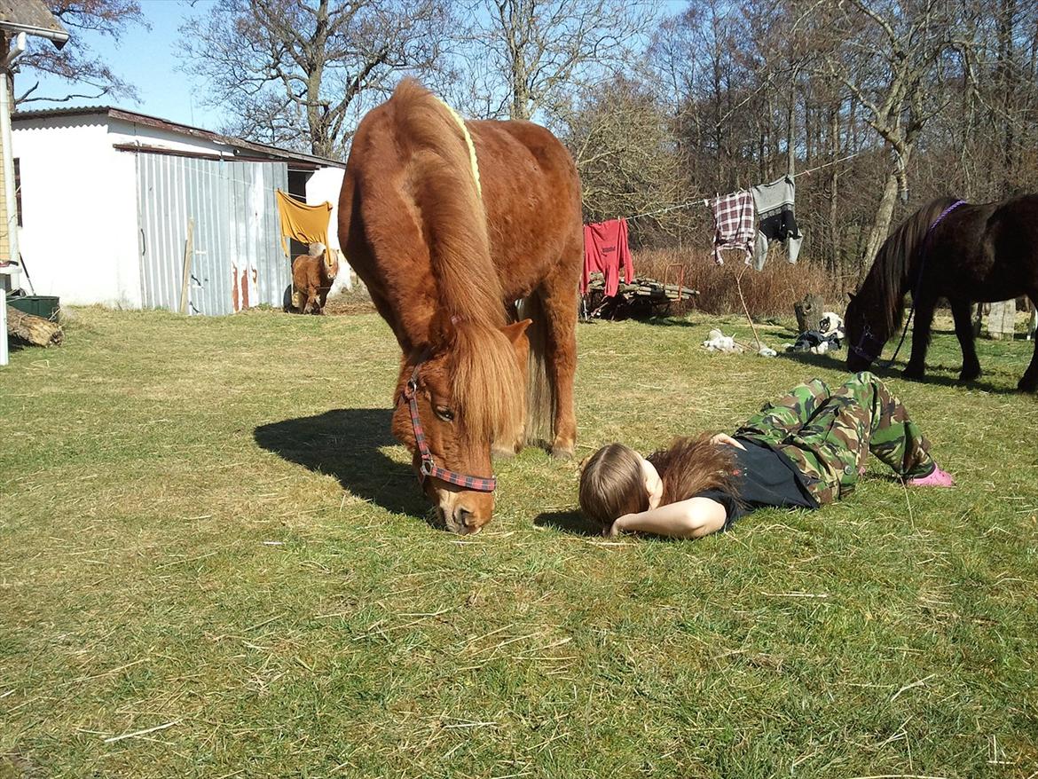 Islænder una fra skyggefaxe billede 11