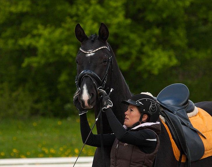 Dansk Varmblod Schnell's Pavarotti - Foto: Tine Bjørnø. D. 17.05.12. billede 12