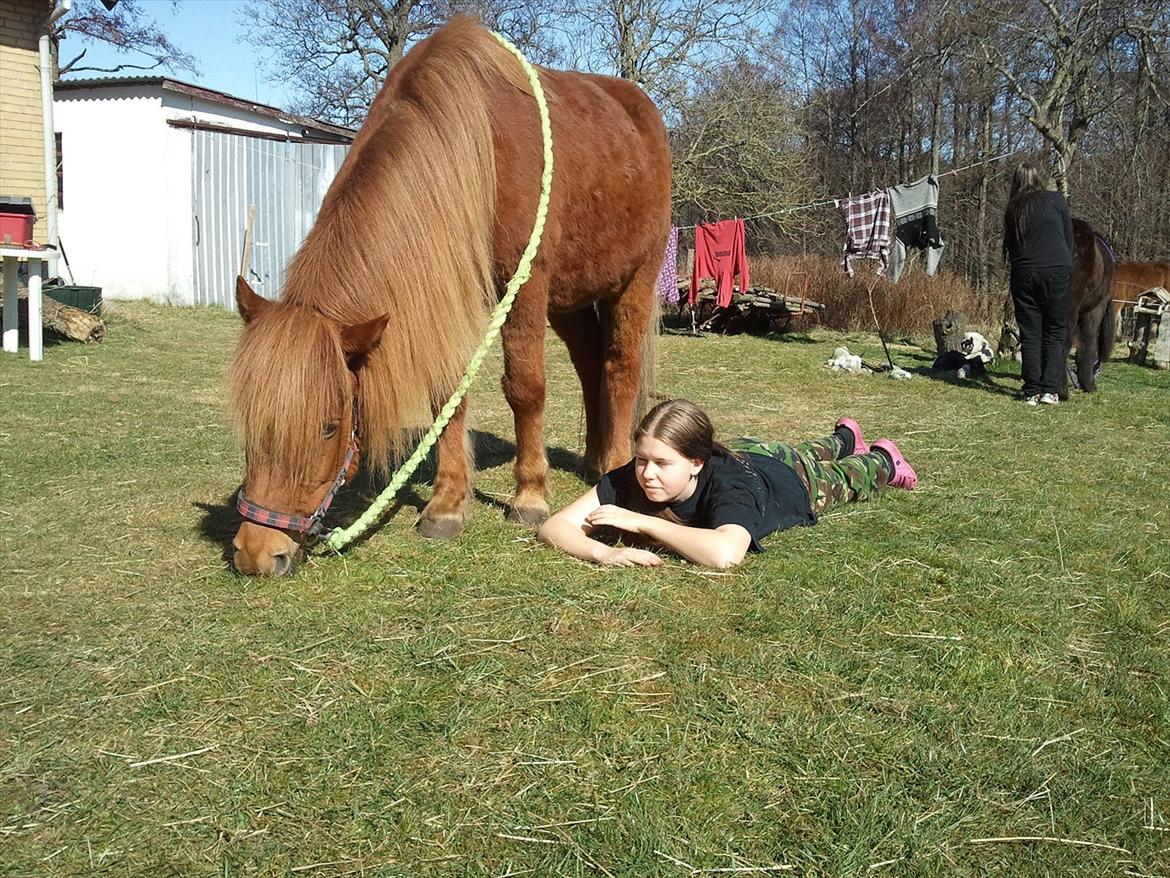 Islænder una fra skyggefaxe billede 12
