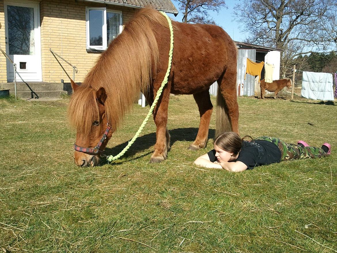 Islænder una fra skyggefaxe billede 13