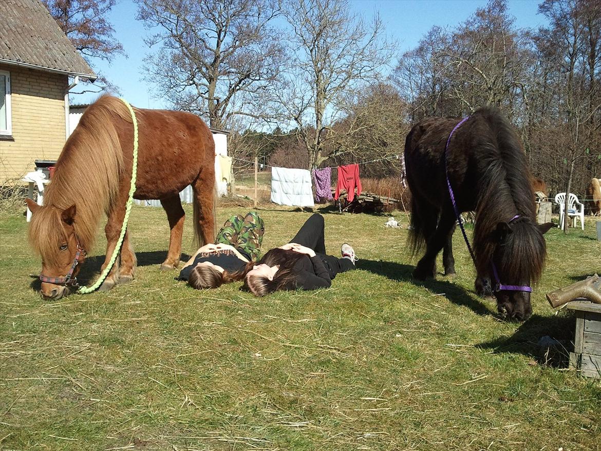 Islænder una fra skyggefaxe billede 14