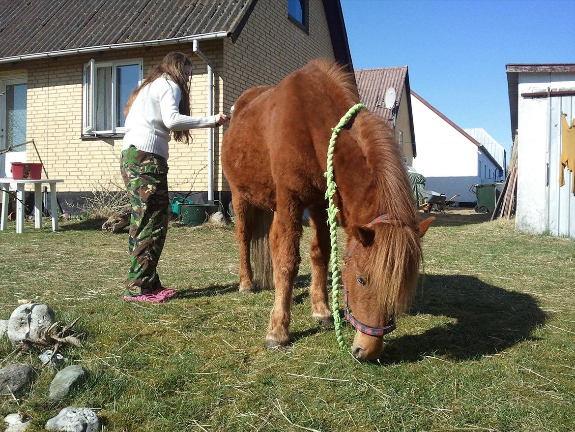 Islænder una fra skyggefaxe billede 15