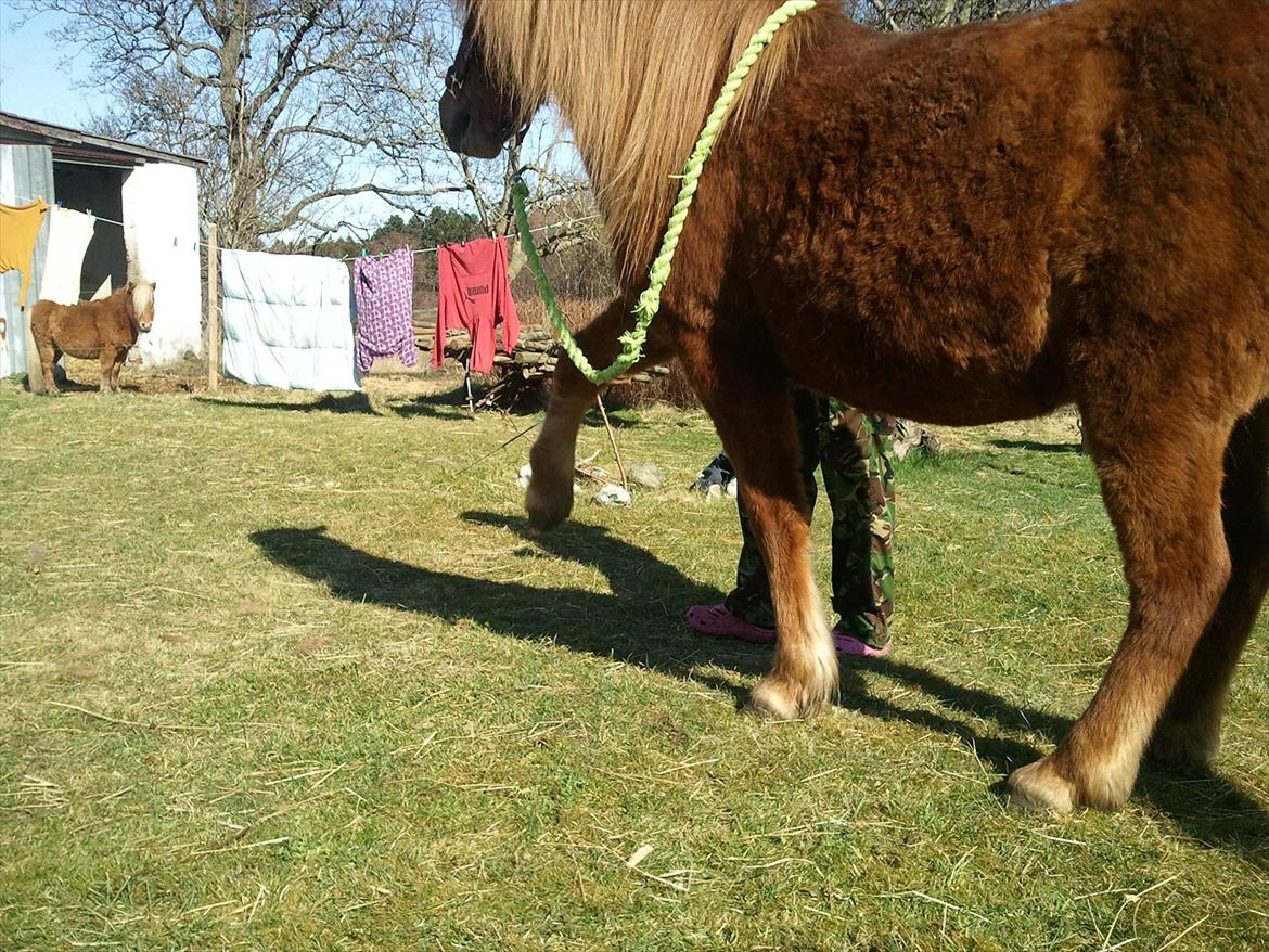 Islænder una fra skyggefaxe billede 16