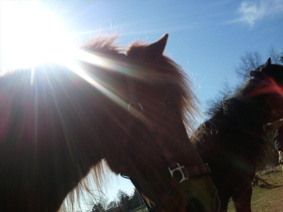 Islænder una fra skyggefaxe billede 17