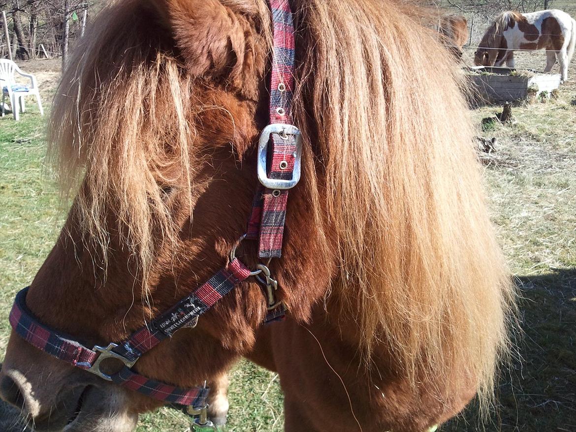 Islænder una fra skyggefaxe billede 18