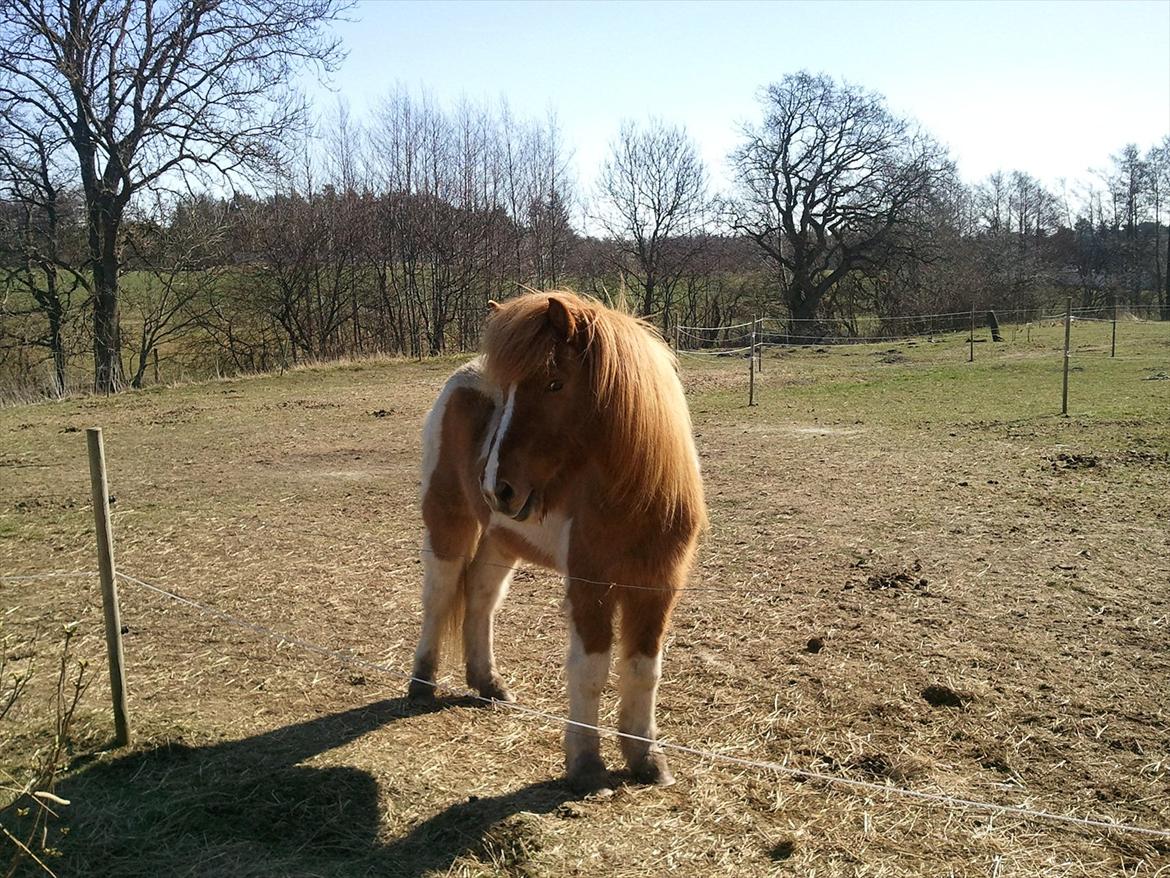 Islænder Dani fra Himlingøje billede 1