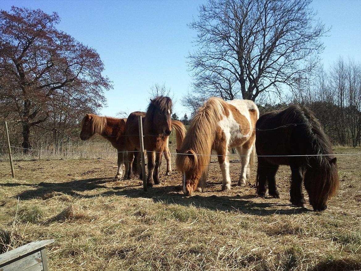 Islænder Dani fra Himlingøje billede 2