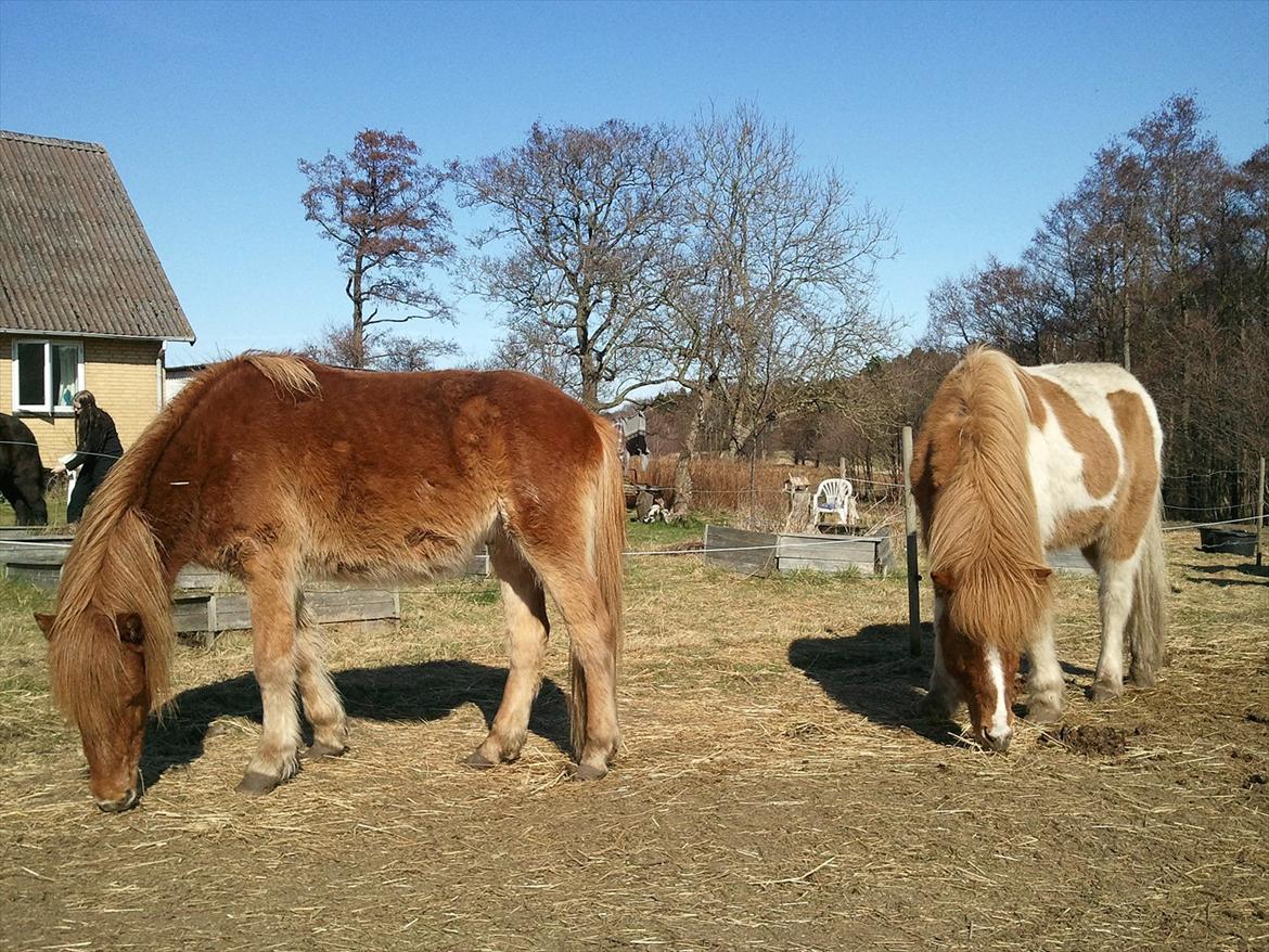 Islænder Dani fra Himlingøje billede 3