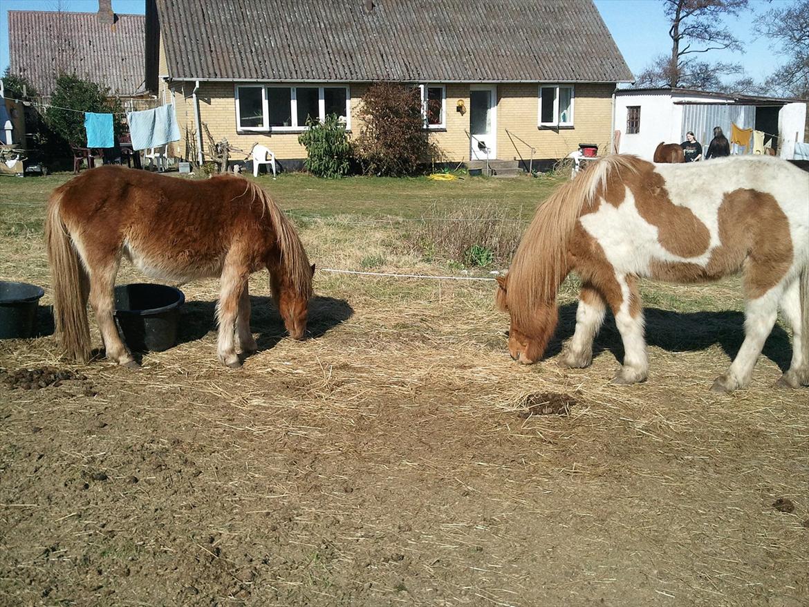 Islænder Dani fra Himlingøje billede 4