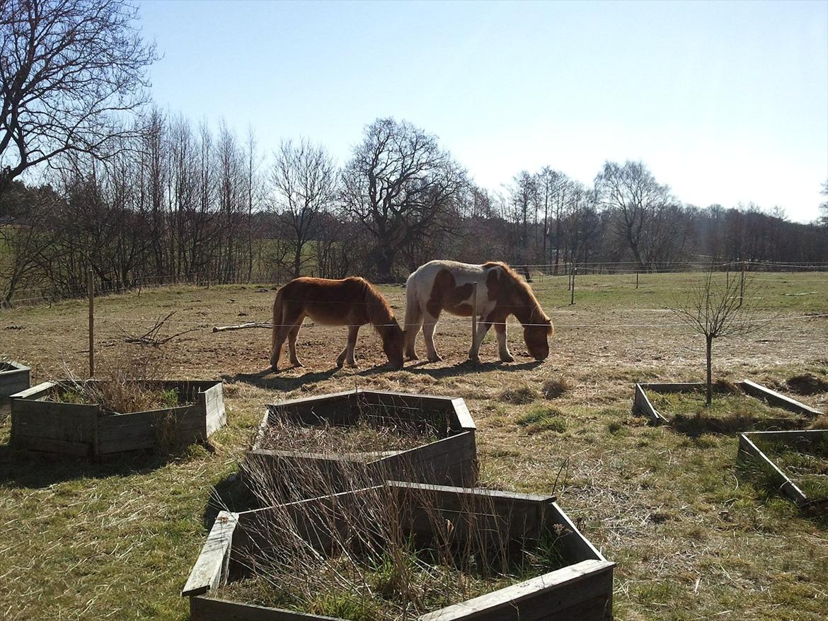 Islænder Dani fra Himlingøje billede 5