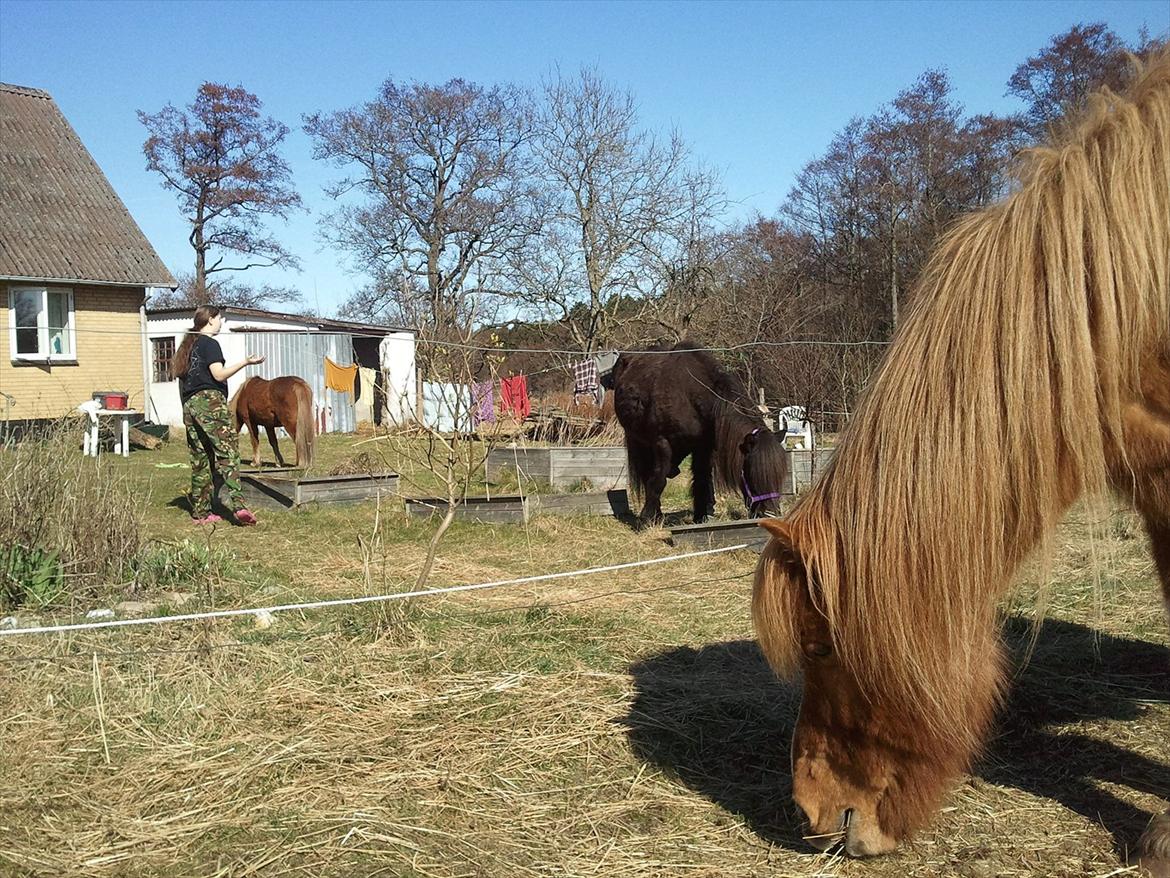 Islænder Dani fra Himlingøje billede 6