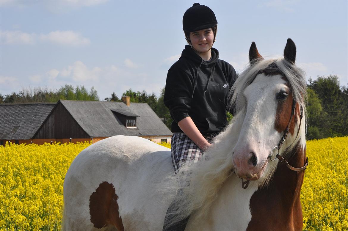 Irish Cob | Kenzo's Lacrosse *Krølle* - SOLGT! billede 19