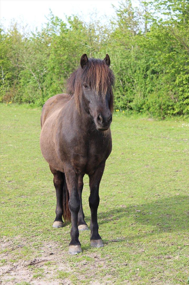 Islænder Bliða hedelund - Blida på folden billede 15