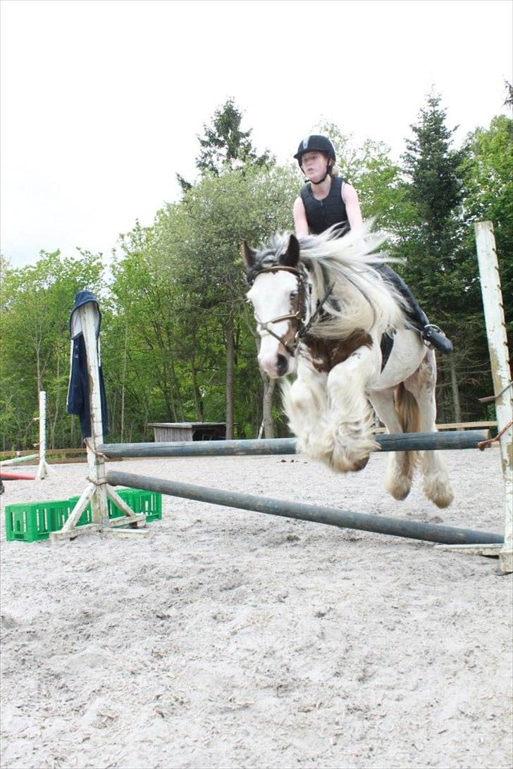 Irish Cob Billy the kid :) billede 19