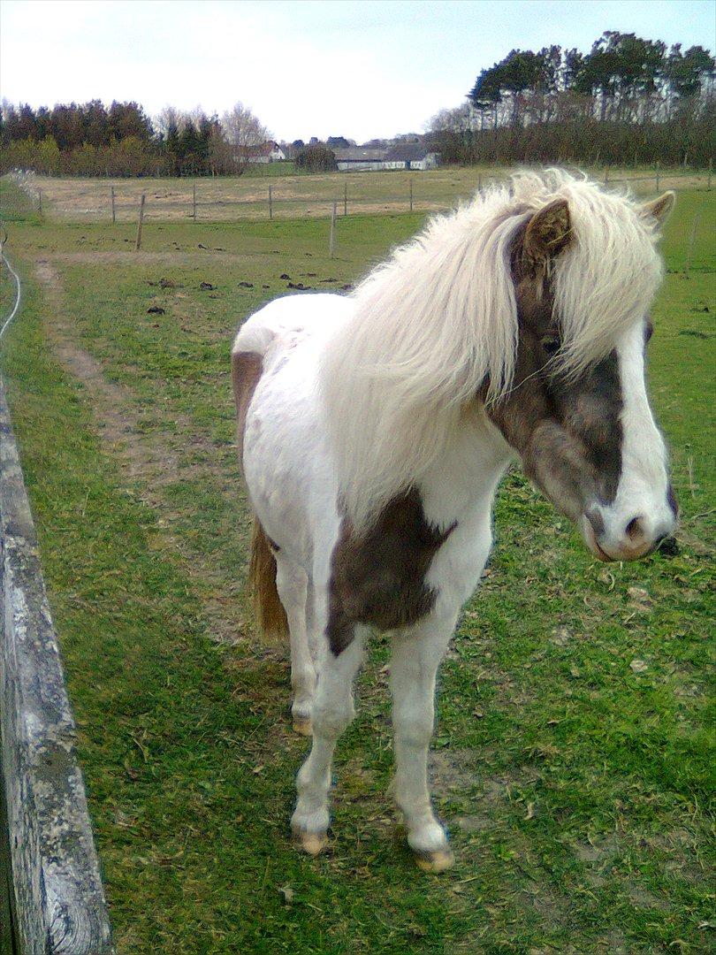 Anden særlig race Björk billede 14