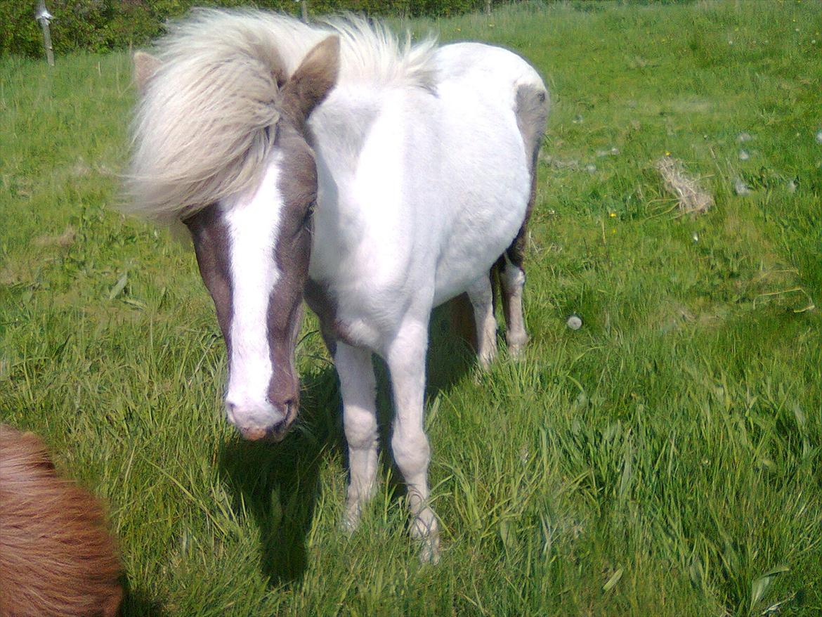 Anden særlig race Björk - Dejligt sommerbilled af bette Björk ! <3 min lille solstråle (: billede 15