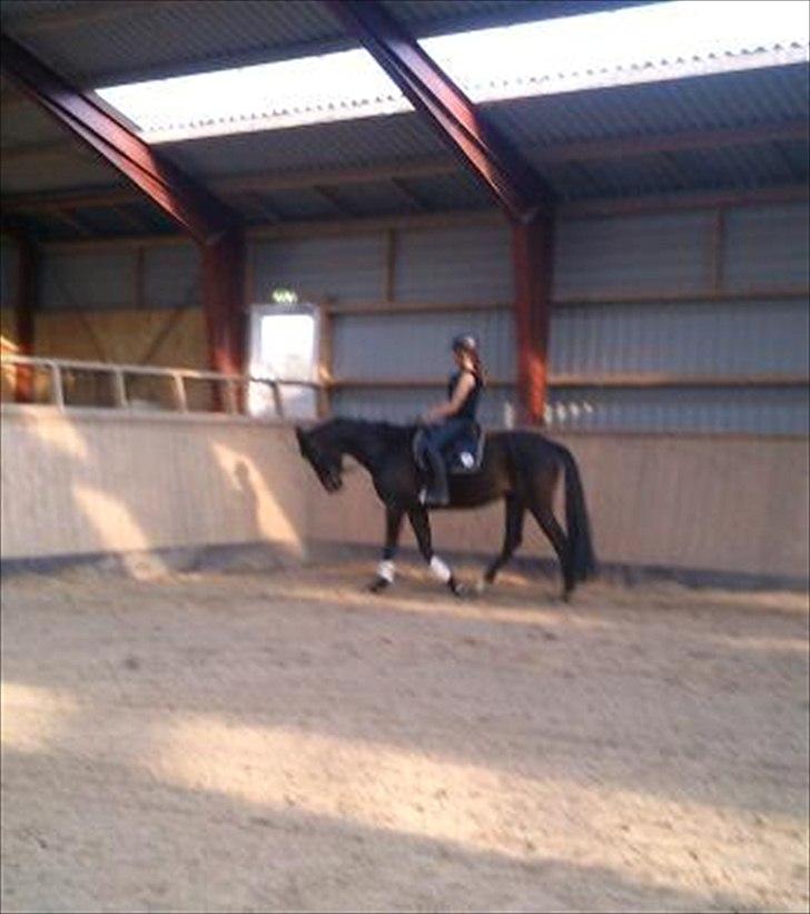 Trakehner Malaysia billede 8