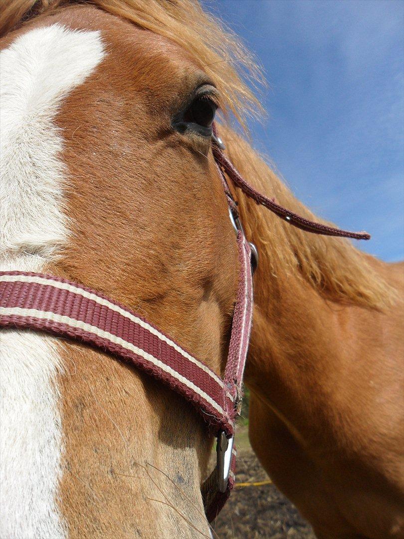 Anden særlig race Liva Bella billede 7