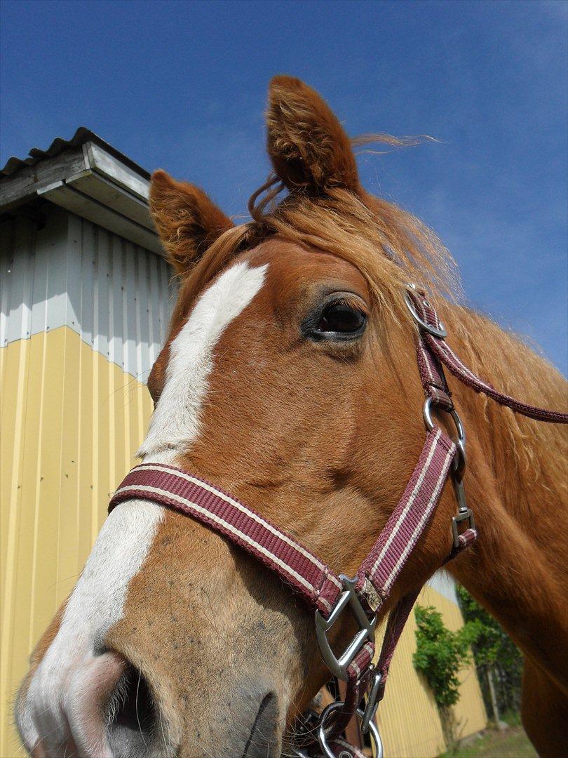 Anden særlig race Liva Bella billede 16