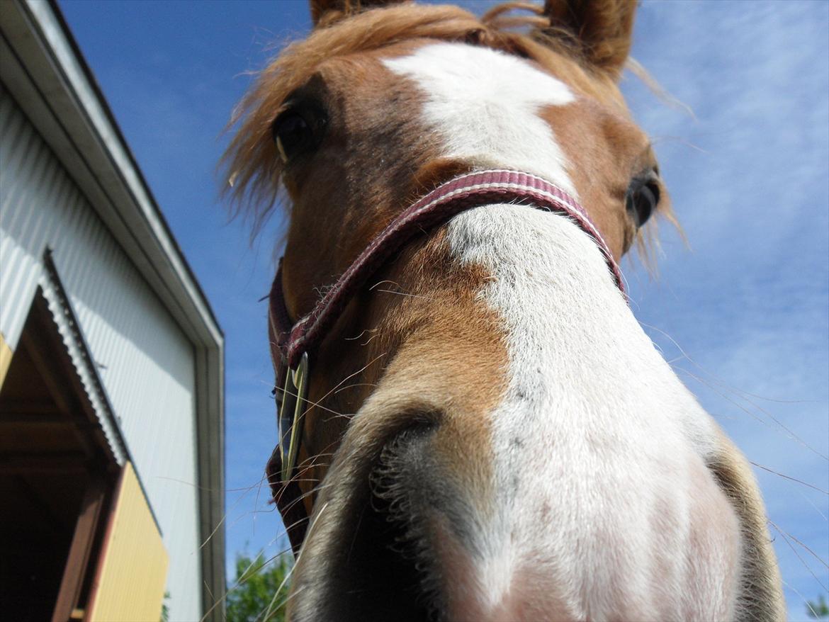 Anden særlig race Liva Bella billede 11