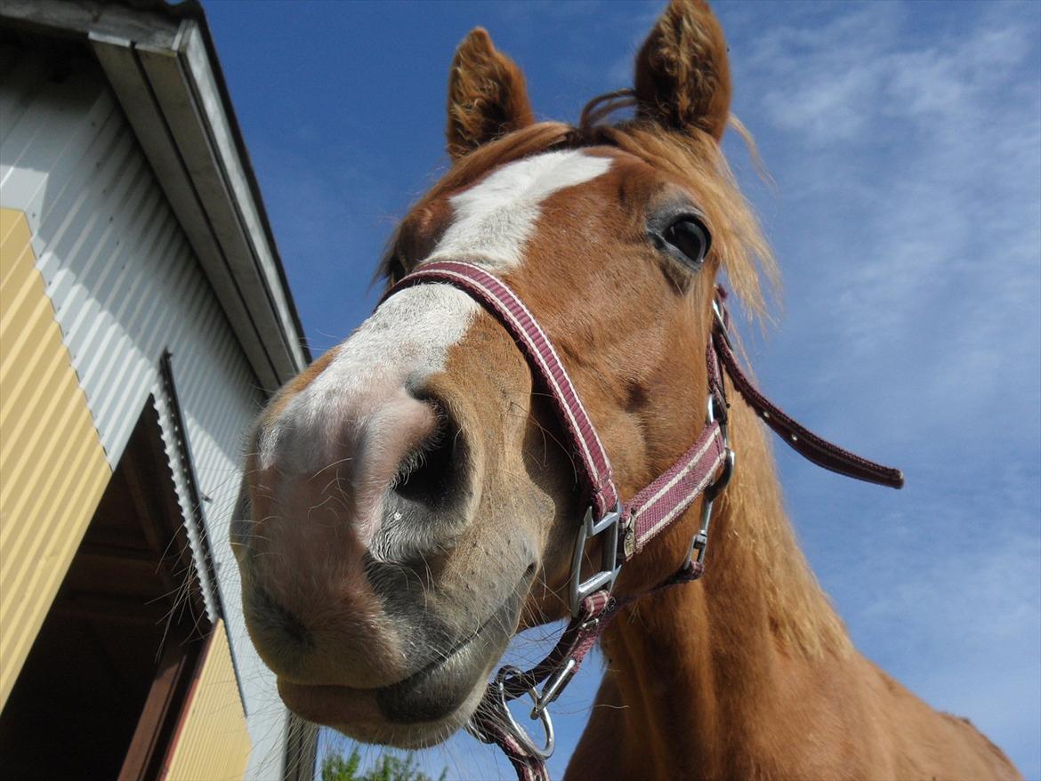 Anden særlig race Liva Bella billede 2