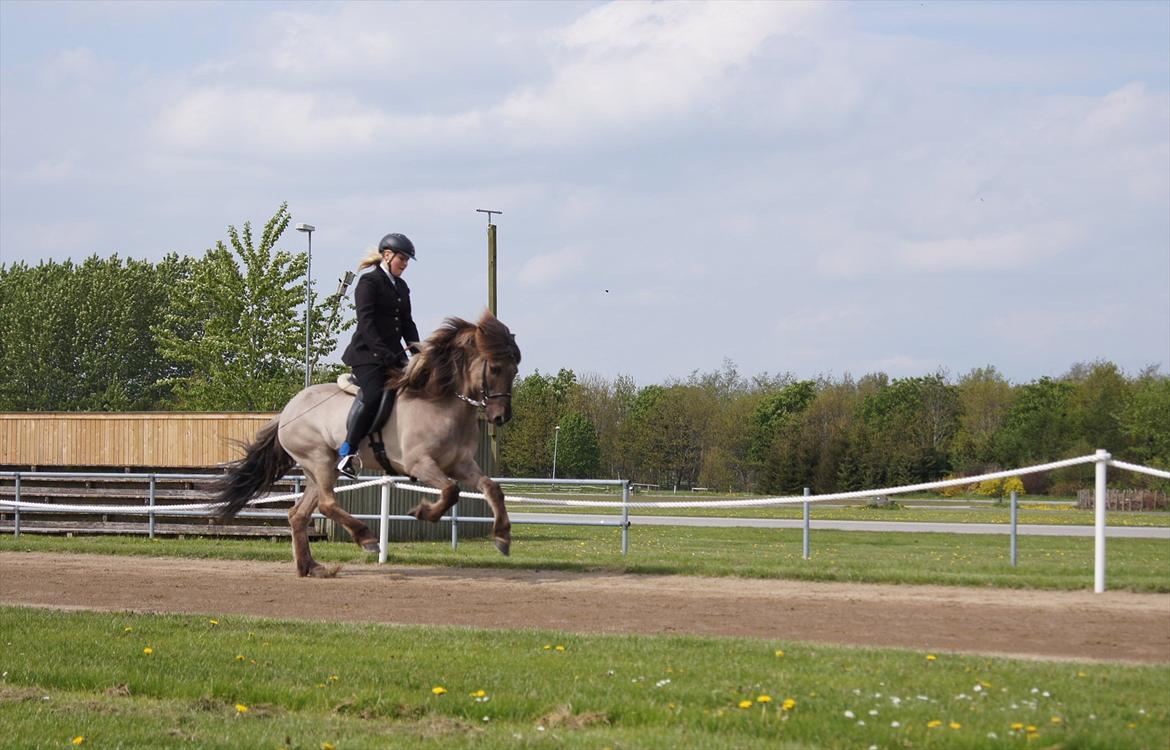 Islænder Hrókur frá Eystri-hól - Galop d. 18/5 2012 billede 9