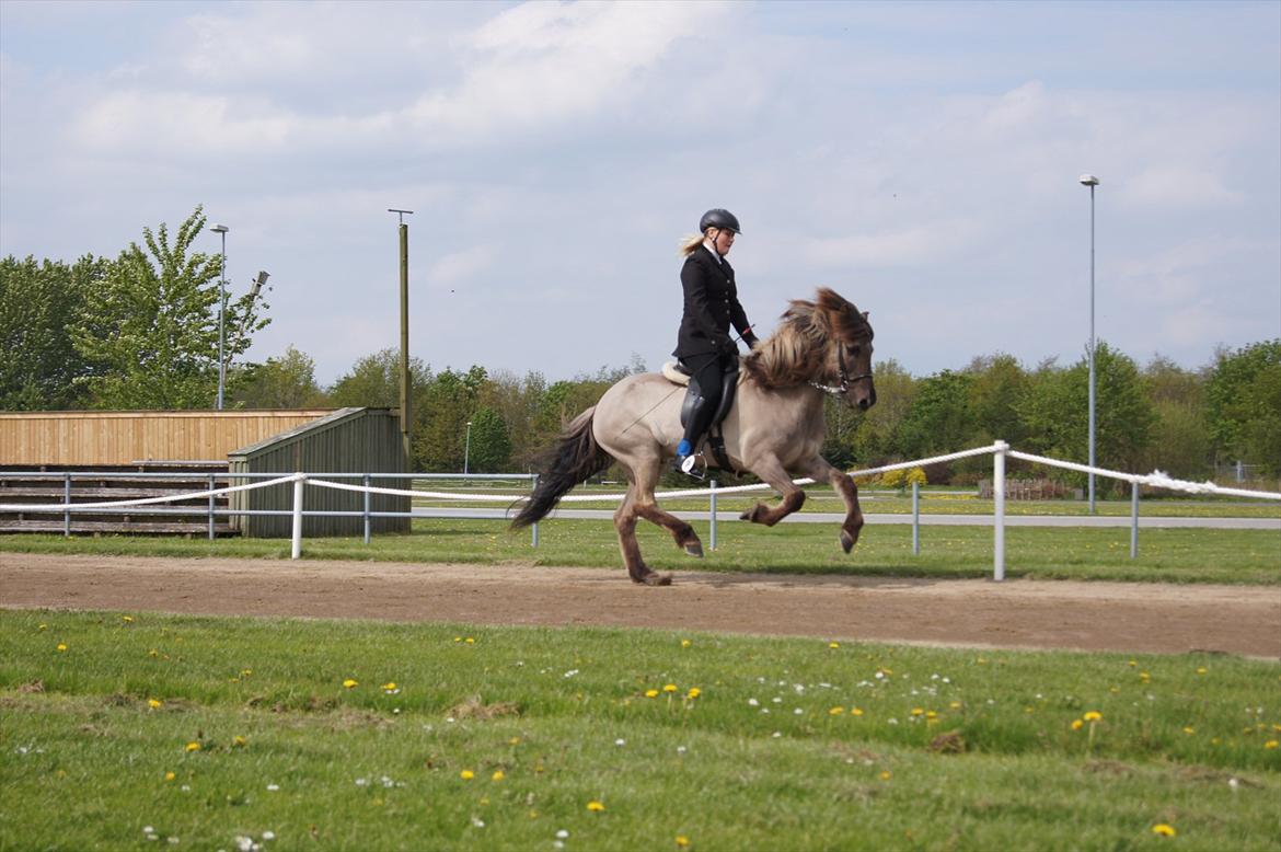 Islænder Hrókur frá Eystri-hól - Galop d. 18/5 2012 billede 10