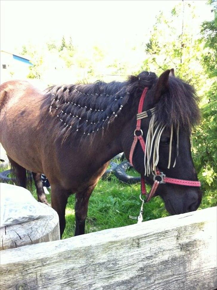 Islænder Blika fra Tårup. Nu himmelhest billede 19