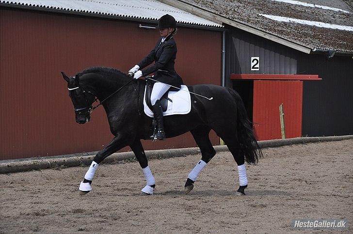 Dansk Varmblod Amy<3 Stjerne på himlen <3 - Hvad der nogle der sagde lækker???:-)

Du er en stjerne Amy!<3 billede 12