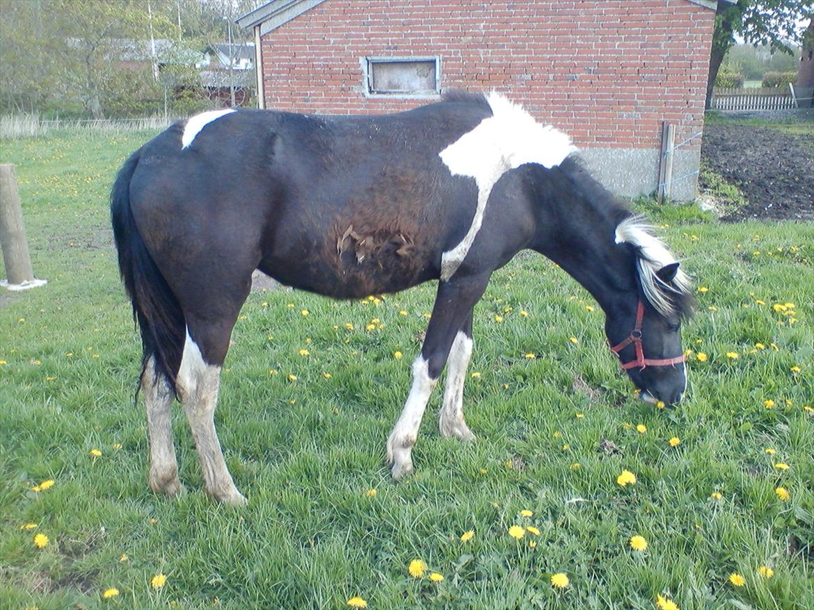 Anden særlig race Frida fra Toftgård (solgt) - 15-5-12 Se lige hvor fin hun efterhånden bliver.Der er ved at være muskler på hende.Hun er ved at være en rigtig smuksak <3 billede 4