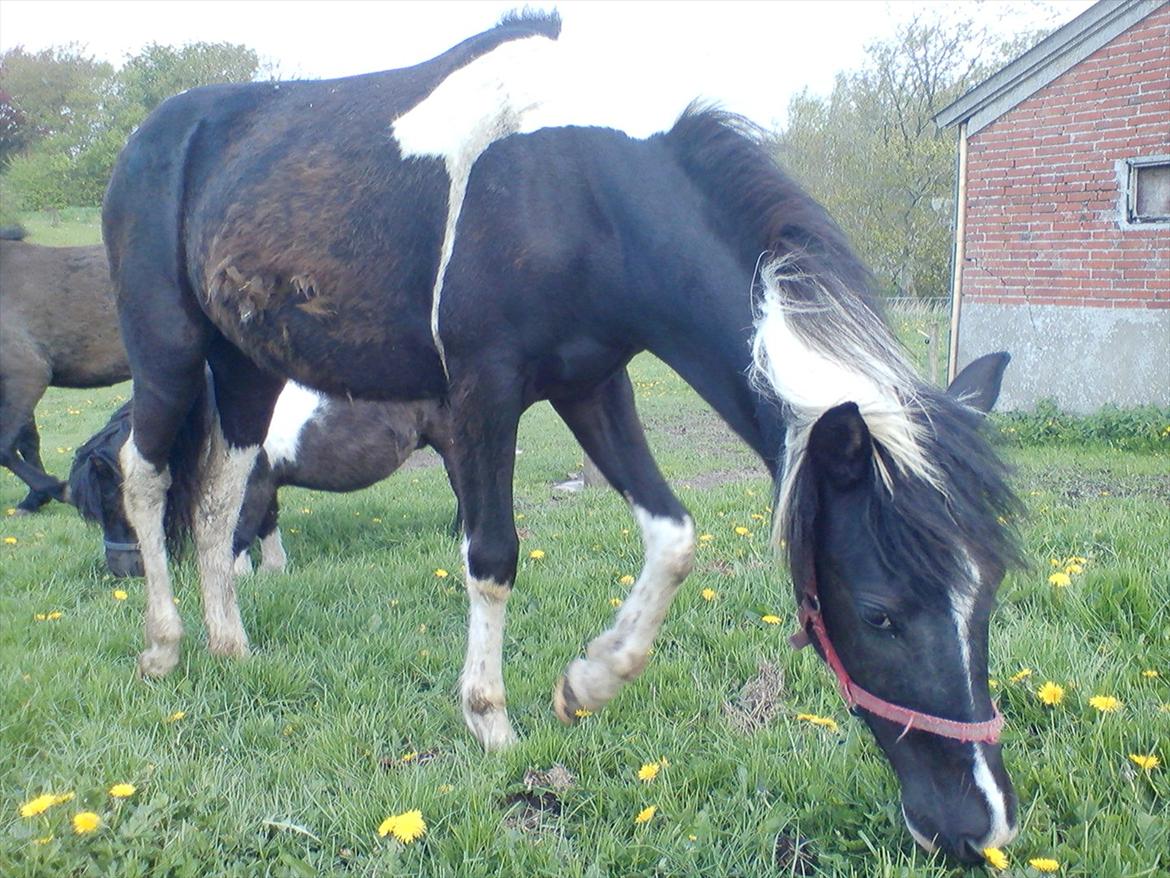 Anden særlig race Frida fra Toftgård (solgt) billede 19