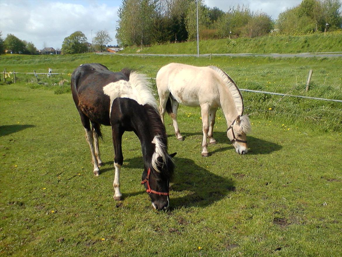 Anden særlig race Frida fra Toftgård (solgt) billede 20