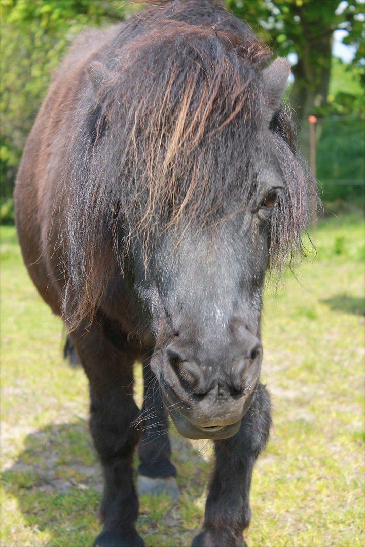 Shetlænder Ronja <3 Savnet! - Min lille skat <3 (fg. mig 2012) billede 13