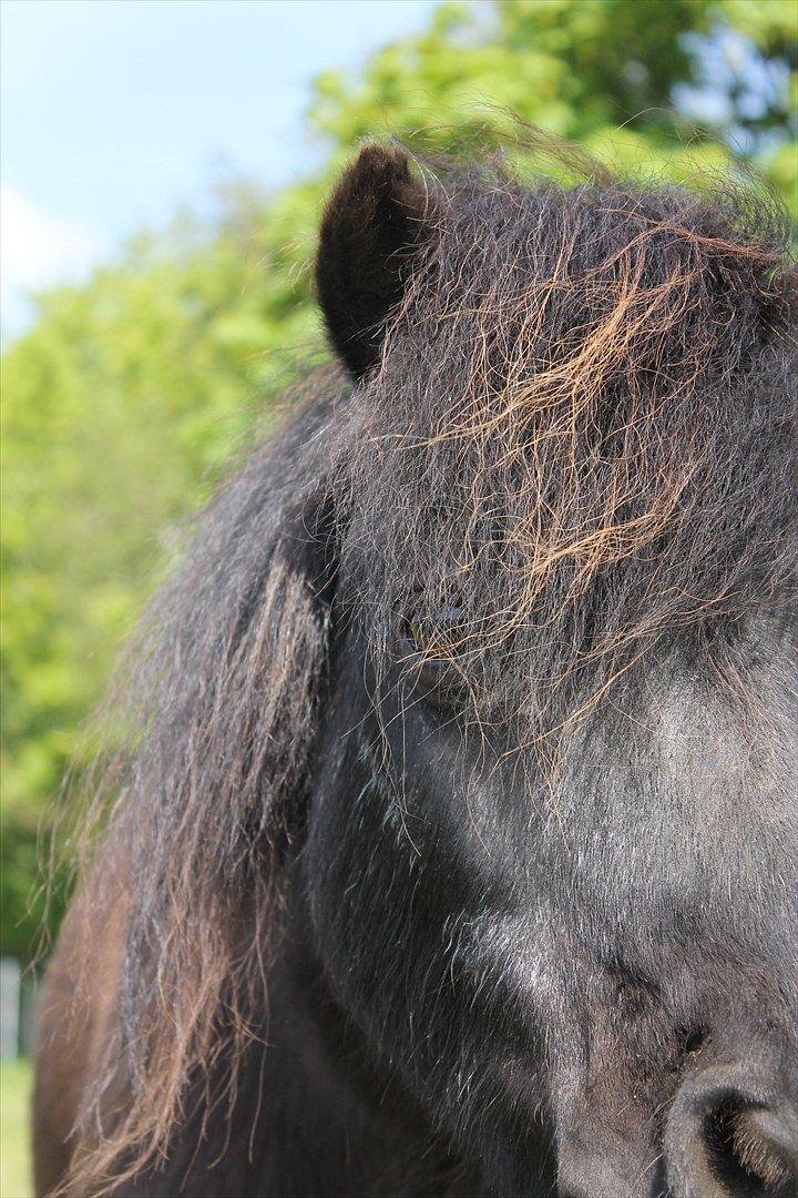 Shetlænder Ronja <3 Savnet! - Musse <3 (fg. mig 2012) billede 2