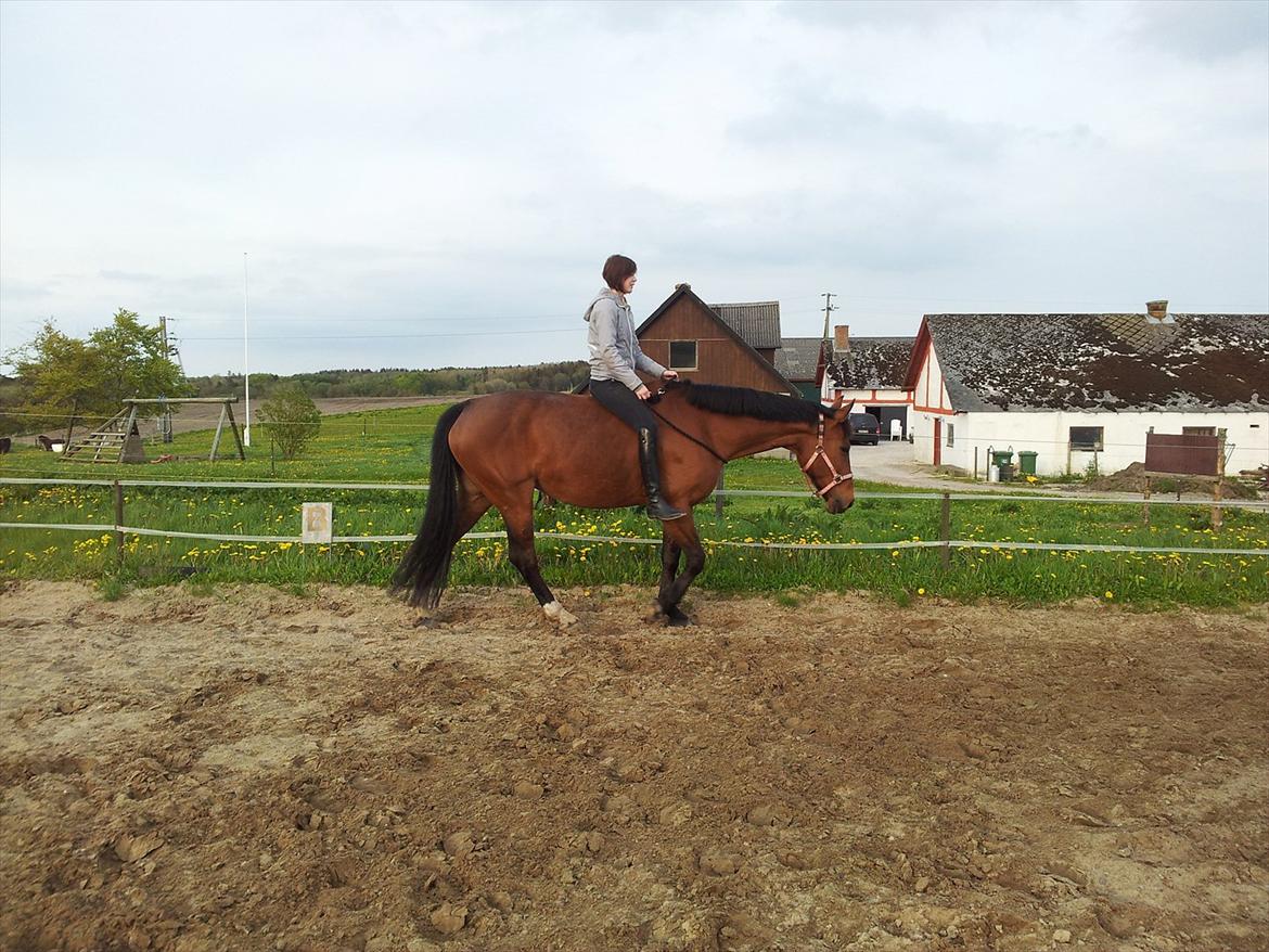 Dansk Varmblod Nygårds Brown Sugar - første gang i Cordeo og hun forstod bare signalerne med det samme <3 Min hest er fantastisk :* billede 7