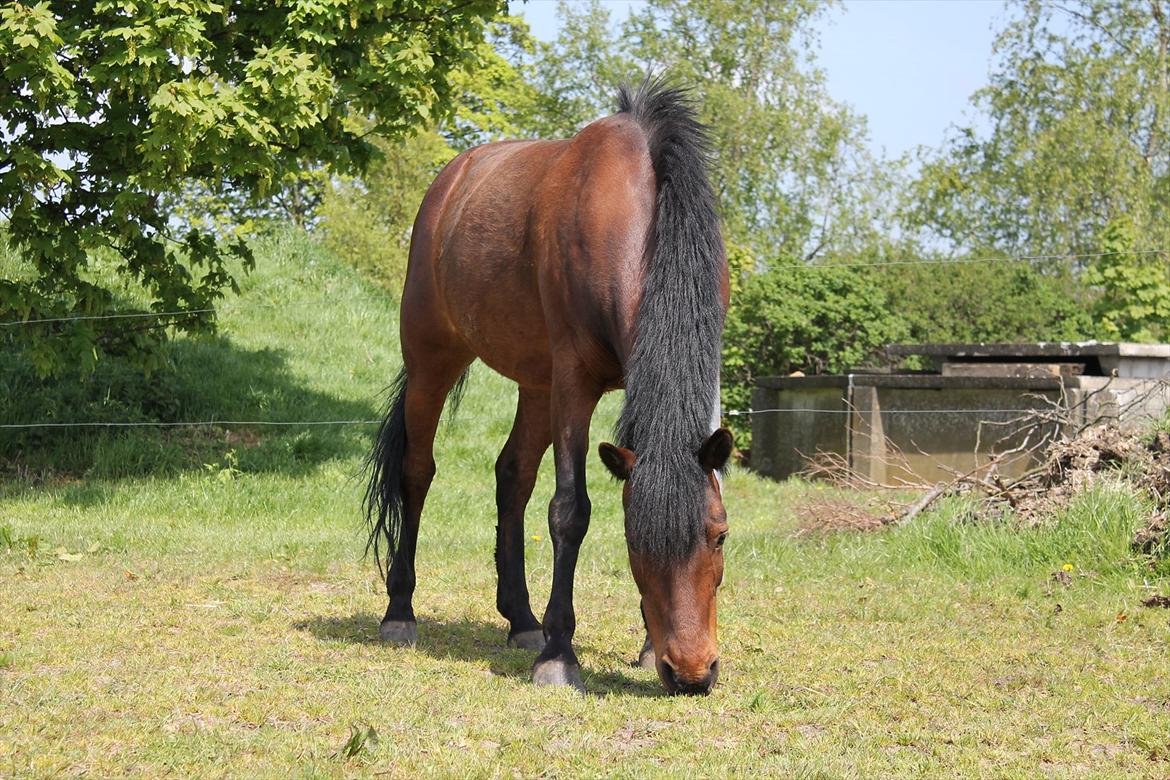 Anden særlig race Mabelle >min smukke< - Smukke du ved slet hvad du betyder, og det er svært for folk at forstå at du er grunden til at jeg, stadig er her i dag, at du har redet mit liv... op til flere gange, og du er lykken  i mit liv. <3 (fg. mig 2012) billede 13