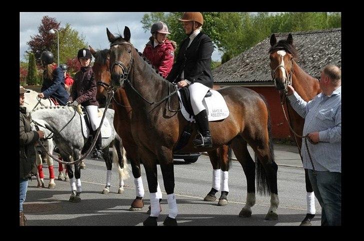 Dansk Varmblod Tobi billede 1